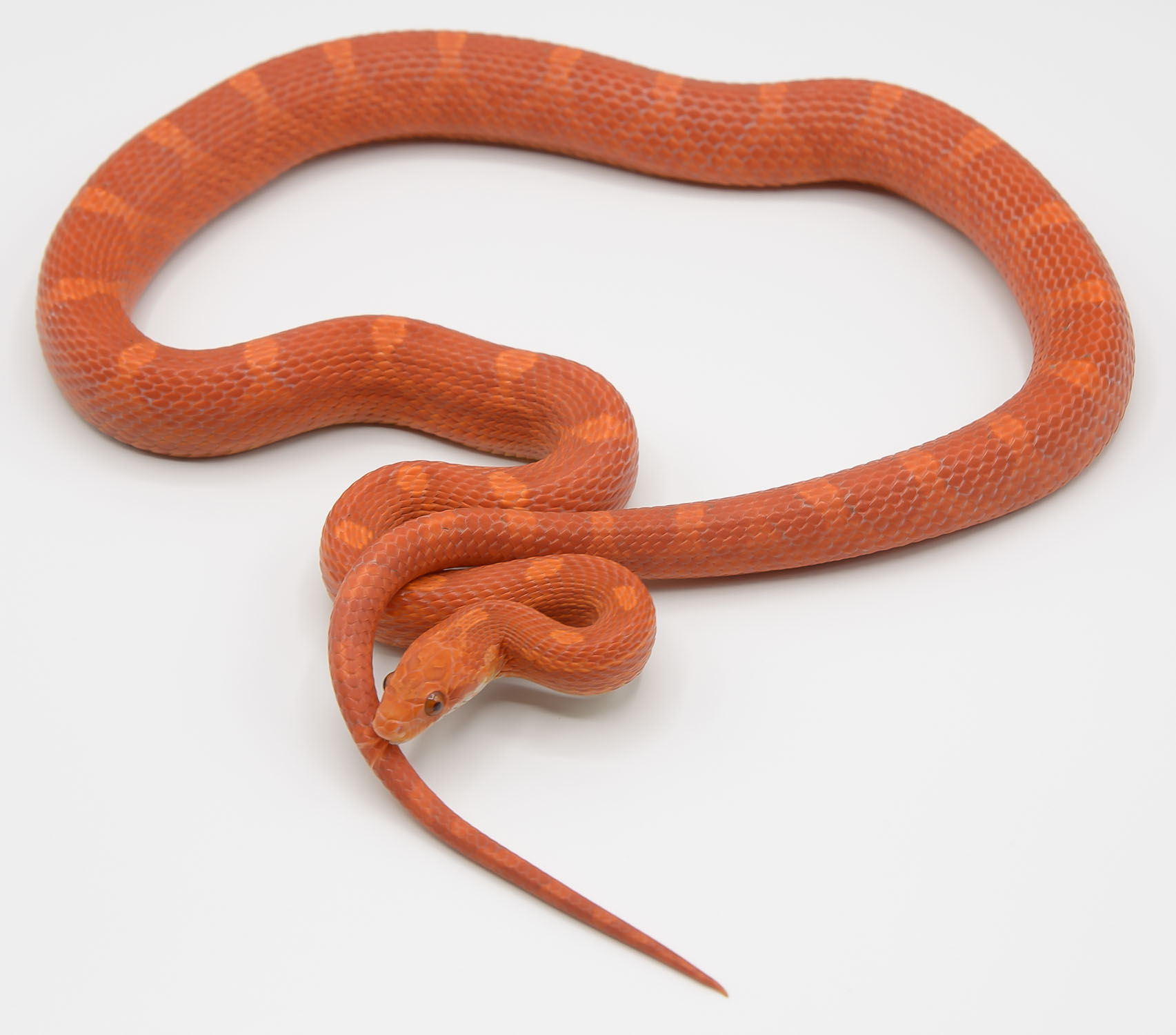 2019, Malachai, a bloodred corn snake we had and loved