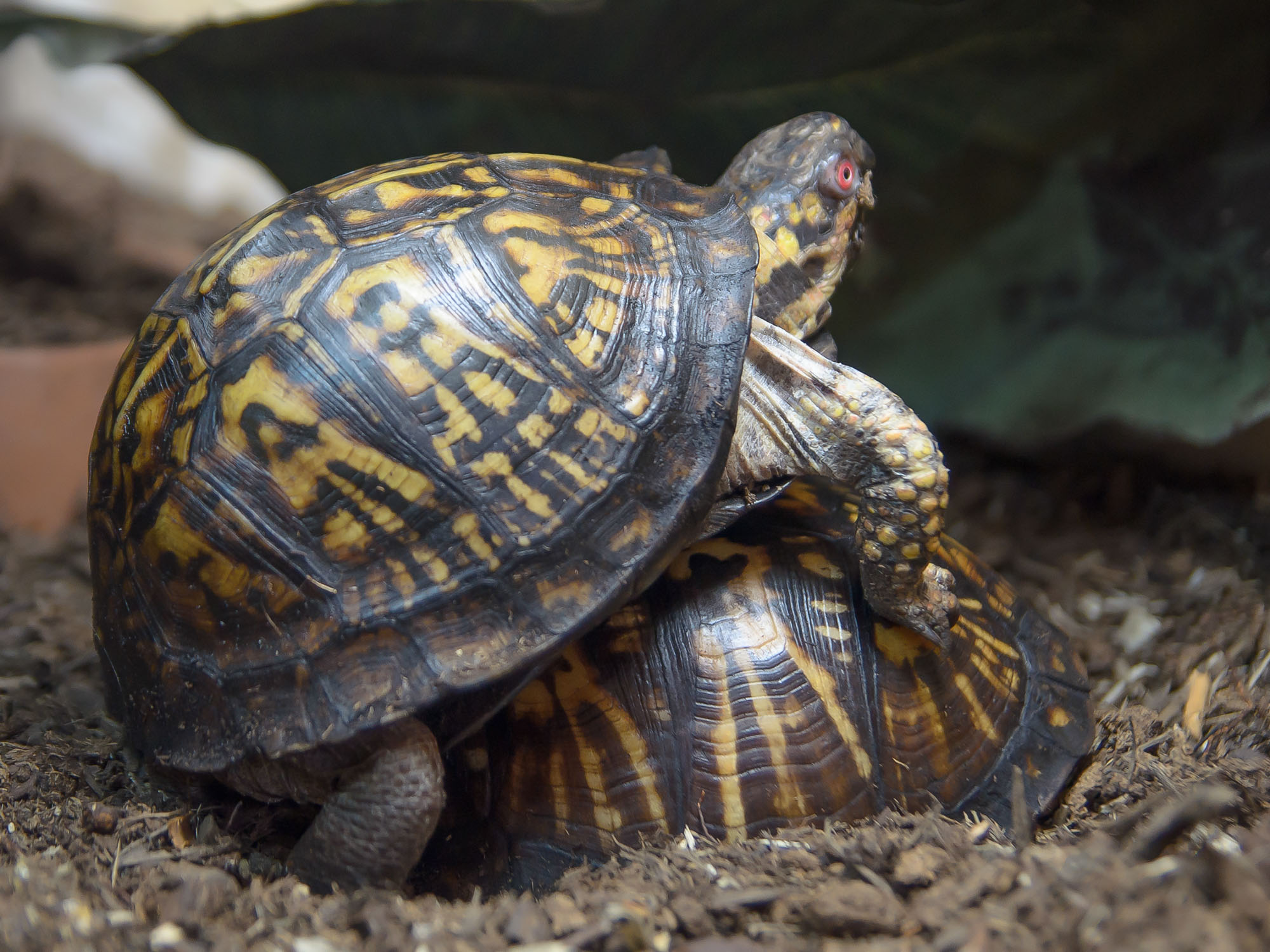 2021, Egypt giving Blaze a piggy-back ride