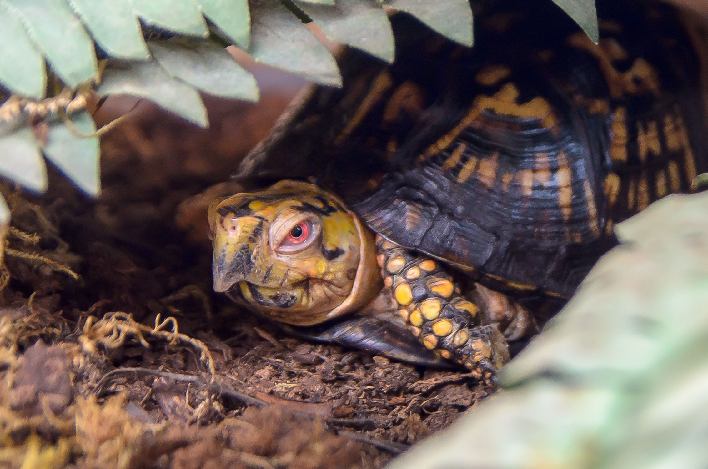 2021, Chili, smoldering for the ladies