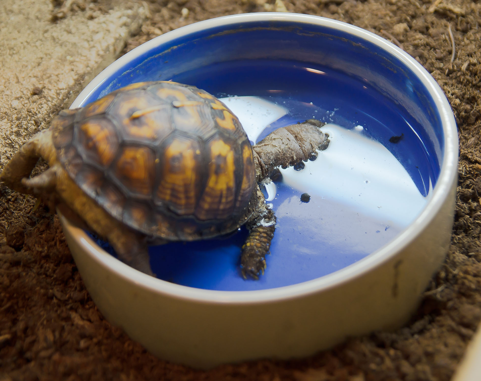 2021, Shelly, pretending to be a submarine