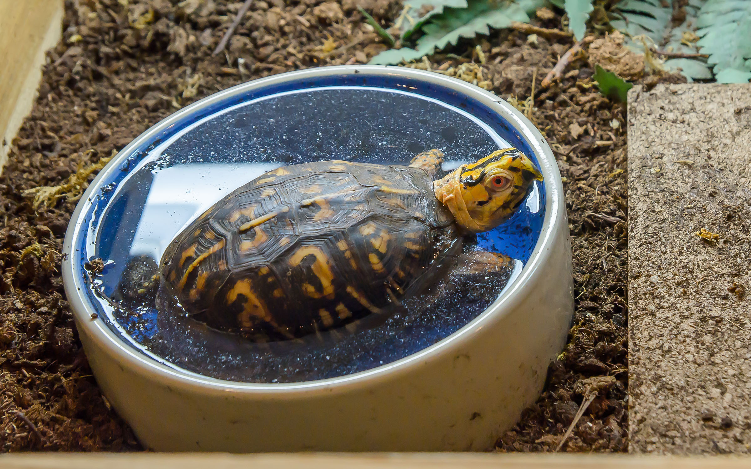 2021, Chili, dirtying the fresh water