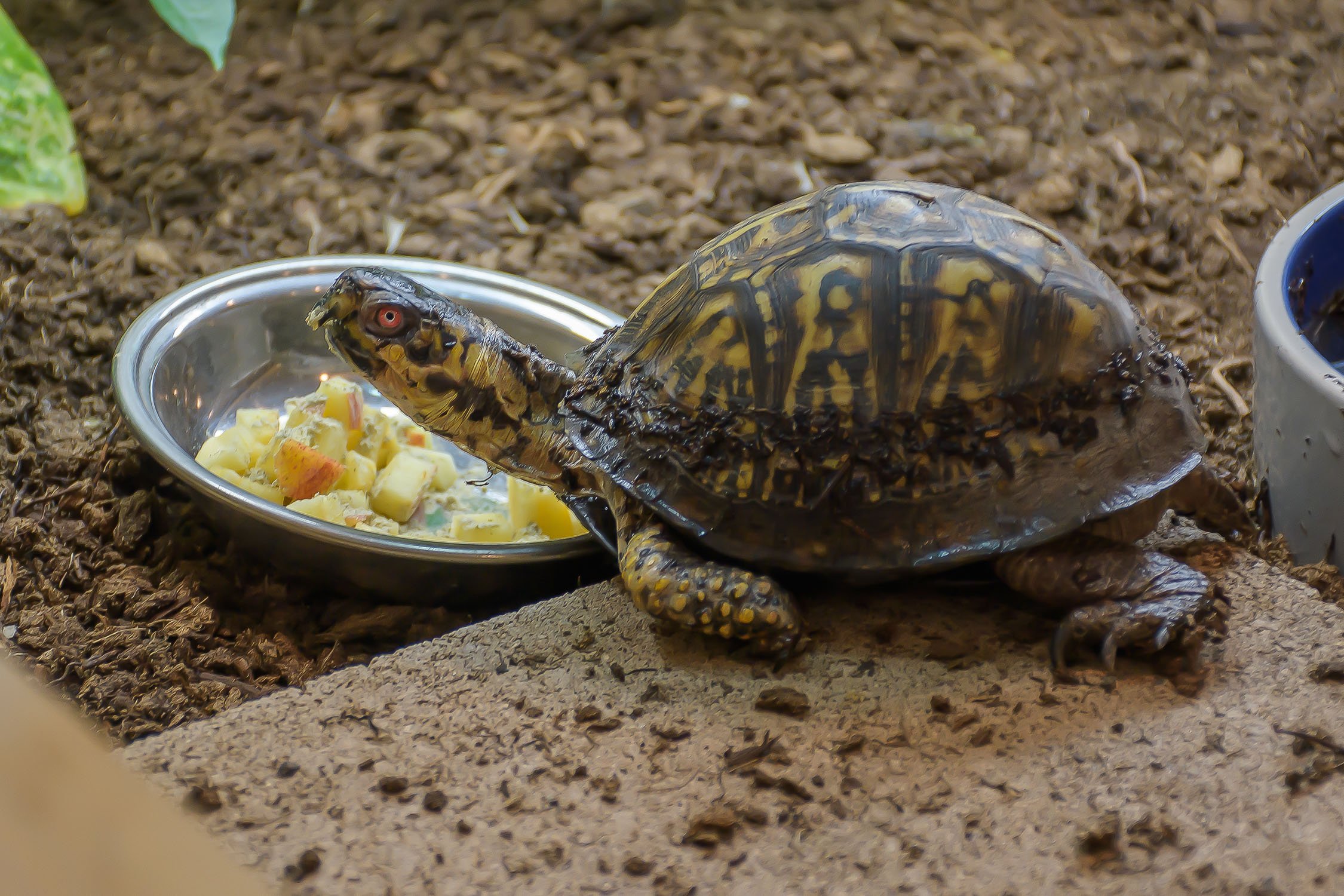 2021, Blaze, more food