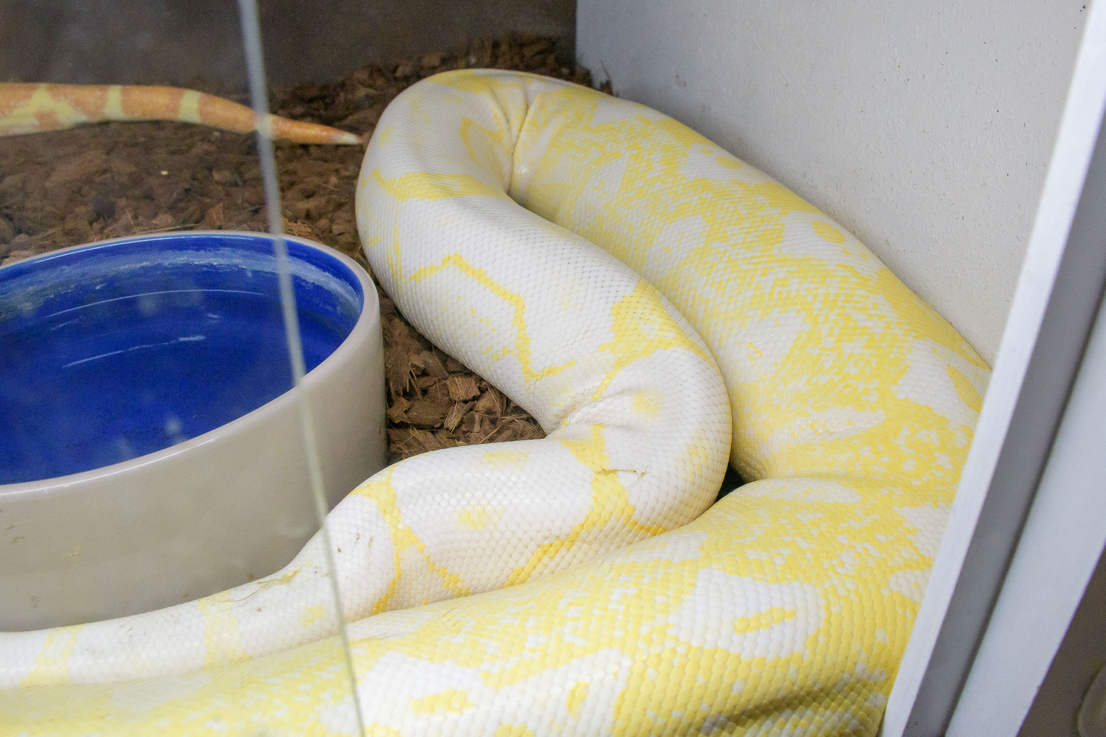 Blizzard 2023, ovulating