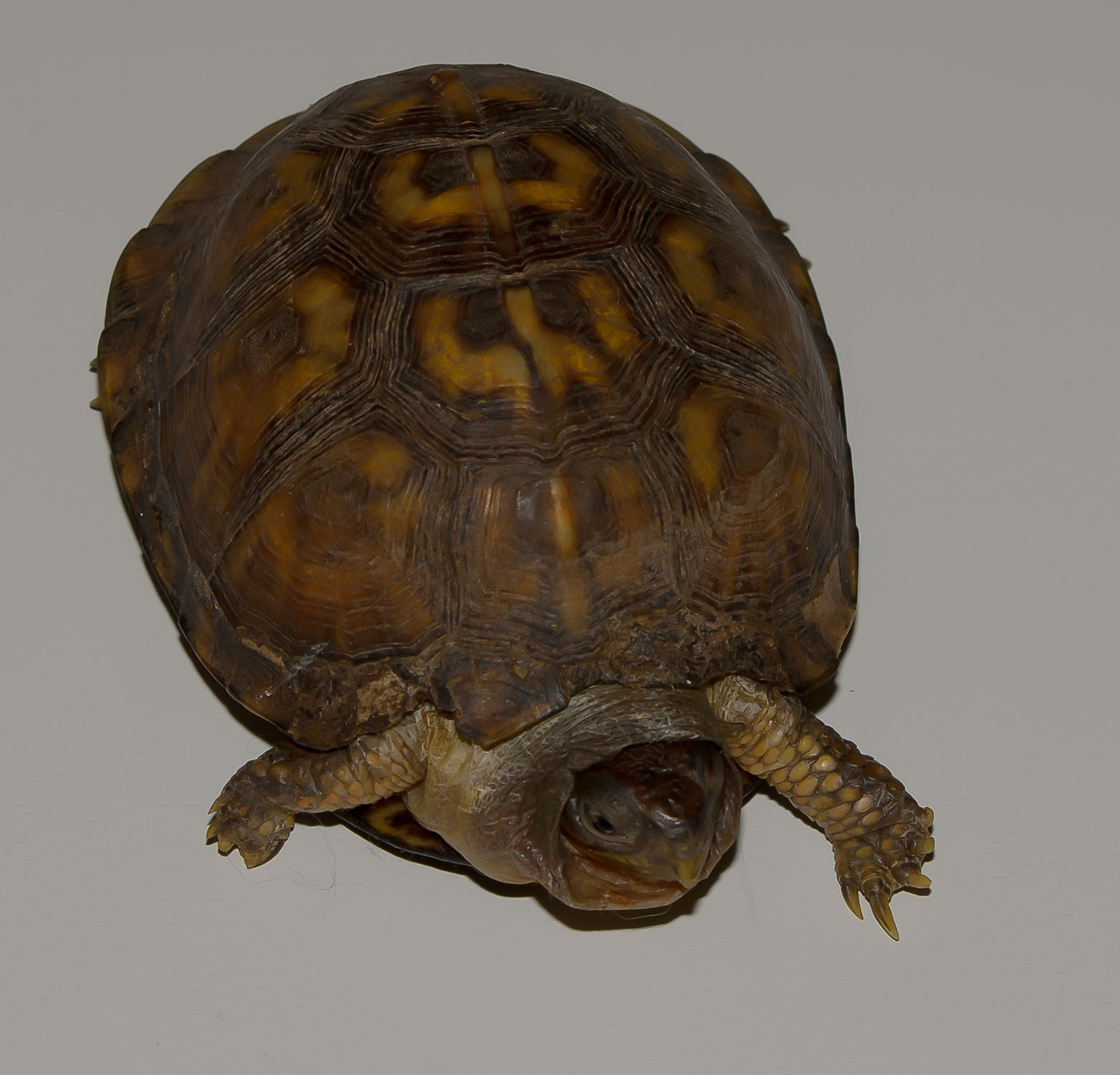 2021, Shelly, damaged shell over front right leg