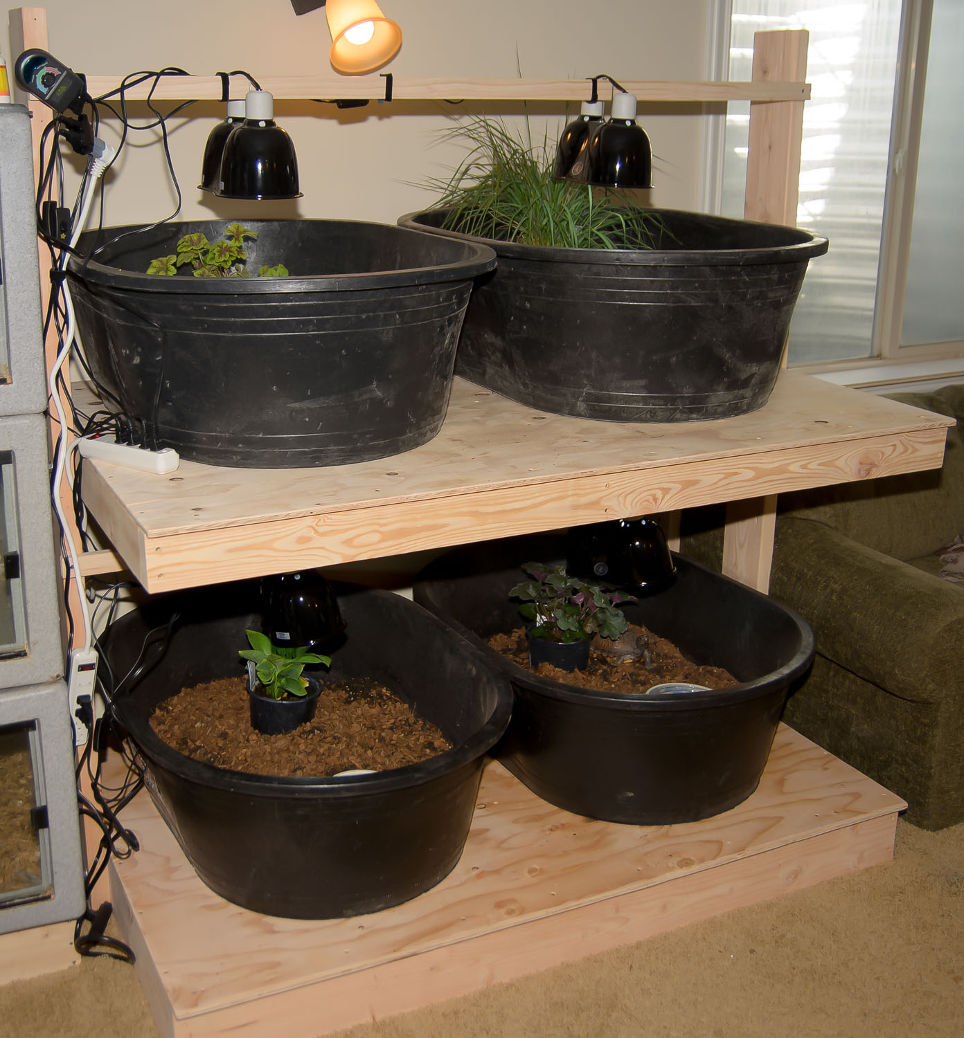 2018, indoor habitat v1, the black containers were too small for adult box turtles