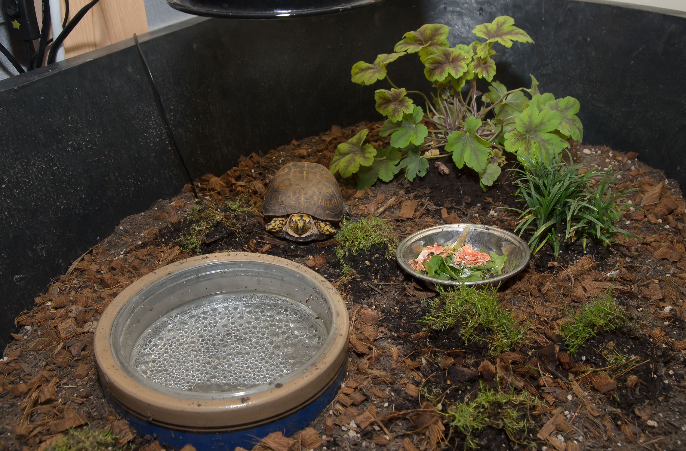 2018, indoor habitat v1