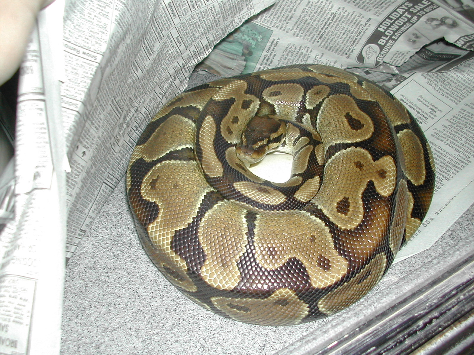 Python Rearing Back Ball Pythons