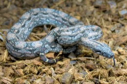 Argentine Boas