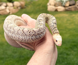 Bullsnakes