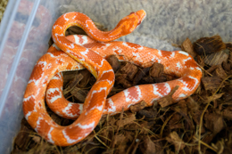 Corn Snakes